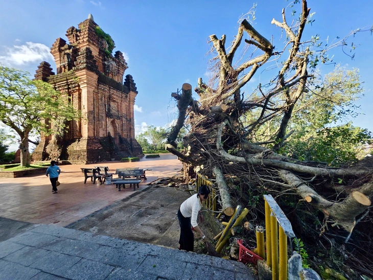 Đau lòng cây si hơn 100 tuổi trên di tích Tháp Nhạn bị bão Kalmaegi đánh ngã: Nỗ lực cứu! - Ảnh 1.