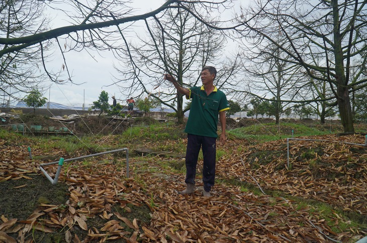 Nhà vườn trồng sầu riêng mất tiền tỉ xây tường ngăn thủy triều - Ảnh 1.