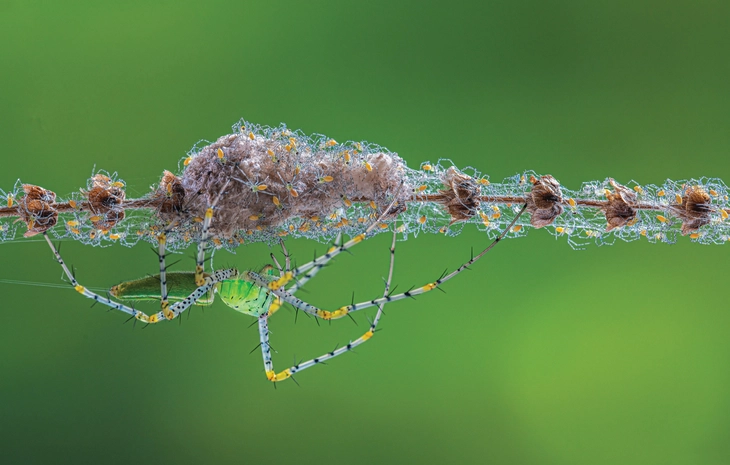 thiên nhiên hoang dã - Ảnh 3.