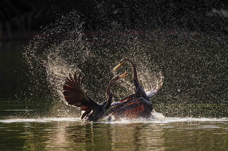 thiên nhiên hoang dã - Ảnh 7.