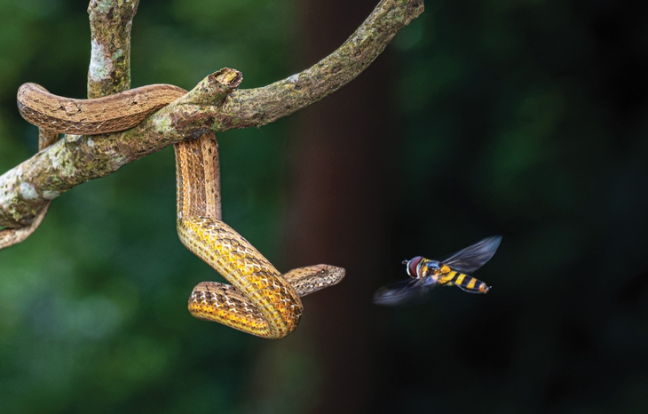 thiên nhiên hoang dã - Ảnh 8.