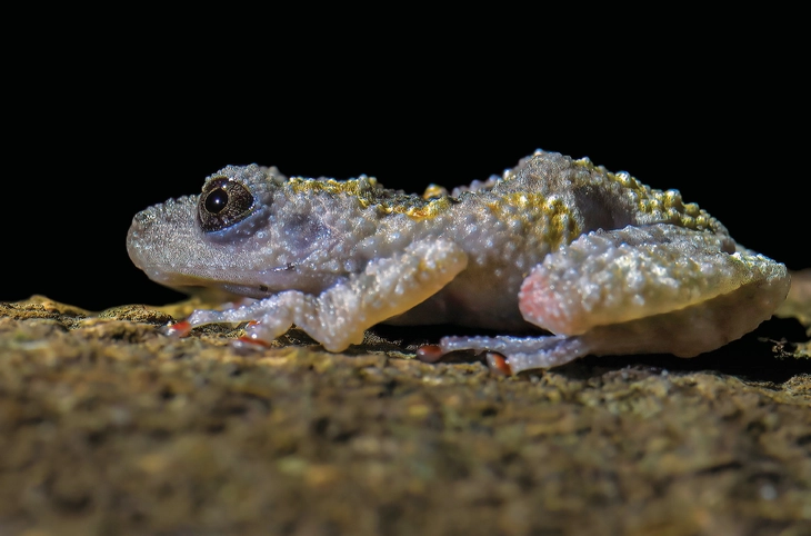 thiên nhiên hoang dã - Ảnh 9.