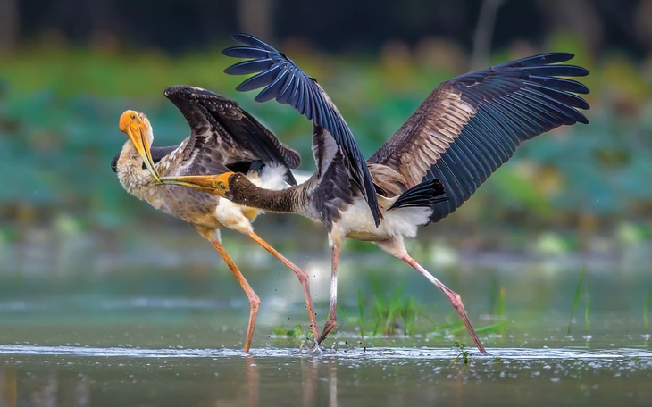Thu hồi giải nhất rắn lục đuôi đỏ vi phạm điều lệ cuộc thi ảnh Thiên nhiên hoang dã Việt Nam - Ảnh 4.