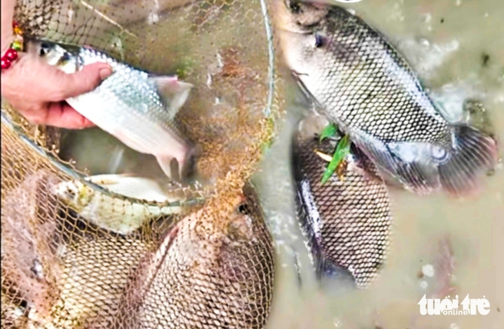 cá đồng - Ảnh 2.