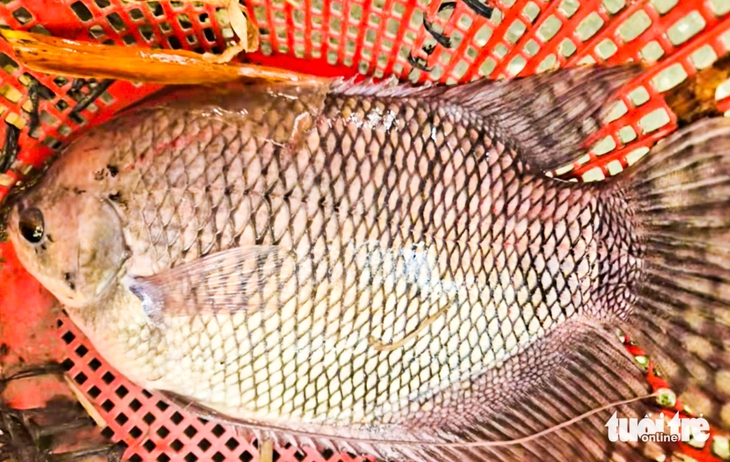 Dân miền Tây cất vó đón luồng cá đồng ra sông trong mùa nước nổi - Ảnh 5.