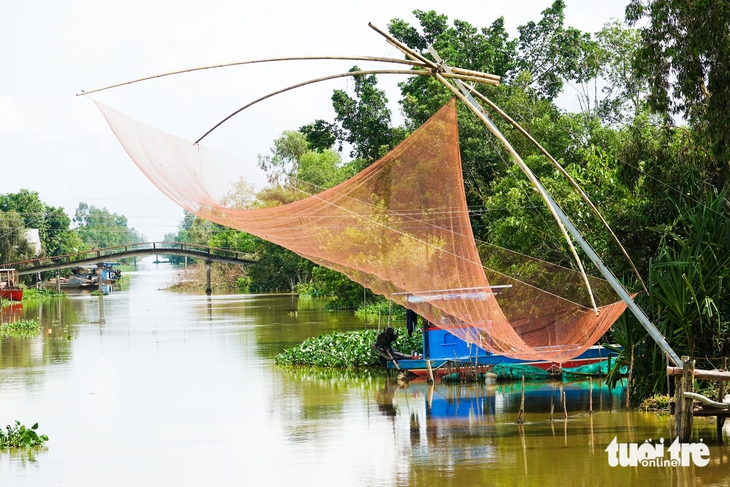 cá đồng - Ảnh 7.