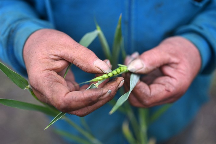châu Âu - Ảnh 1.