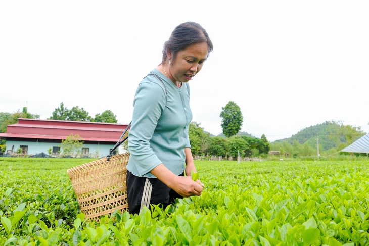 chè xanh - Ảnh 3.