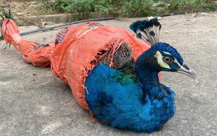 Thả con vích nặng hơn 60kg mắc lưới ngư dân về lại biển - Ảnh 2.