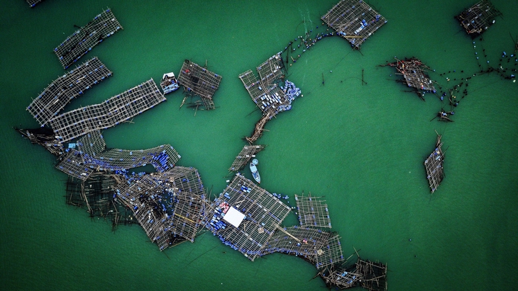 tôm hùm - Ảnh 3.