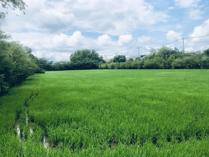 số hóa - Ảnh 1.