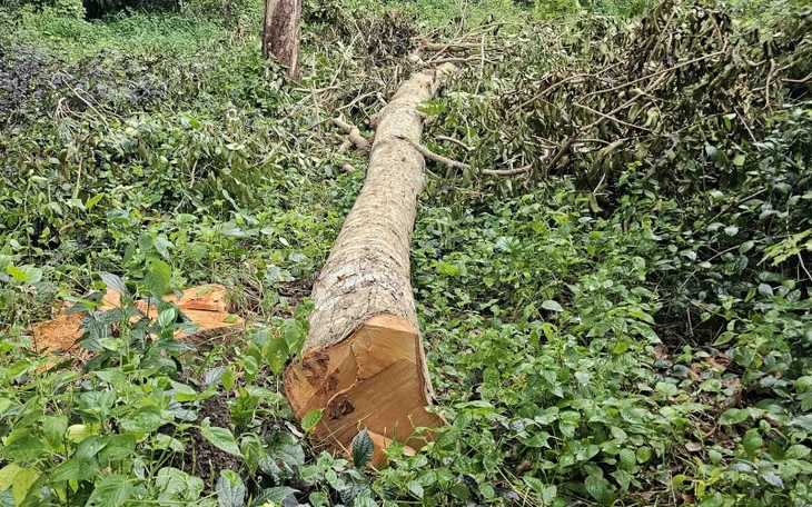 Công an vào cuộc vụ đốn hạ hàng chục cây xà cừ trong công viên ở Cần Thơ - Ảnh 3.