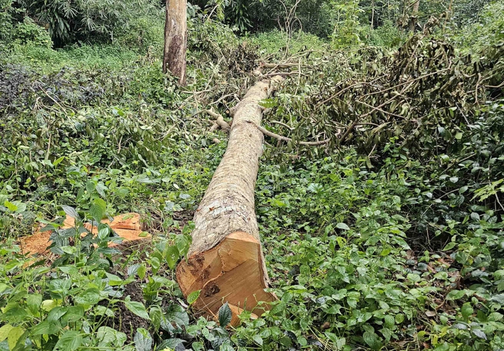 CÂY XÀ CỪ - Ảnh 1.