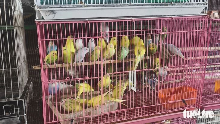 chim cảnh - Ảnh 2.