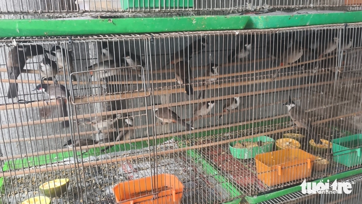 chim cảnh - Ảnh 3.