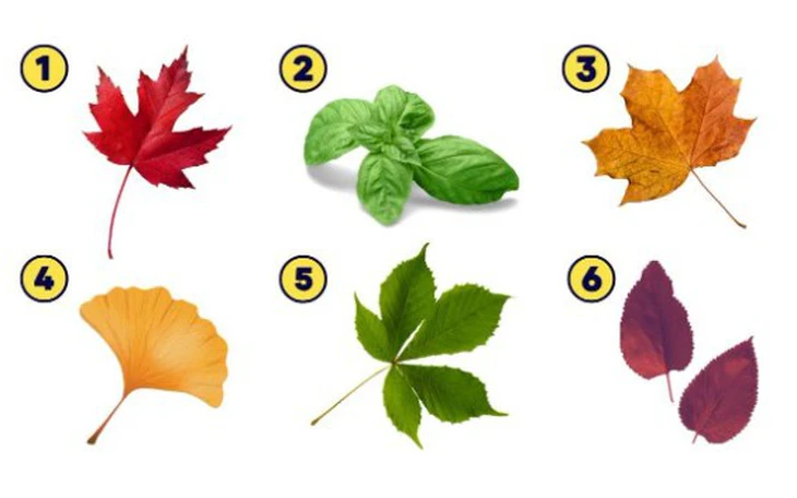 Quiz: Nhìn là biết ngay bạn có được lòng người khác hay không? - Ảnh 4.