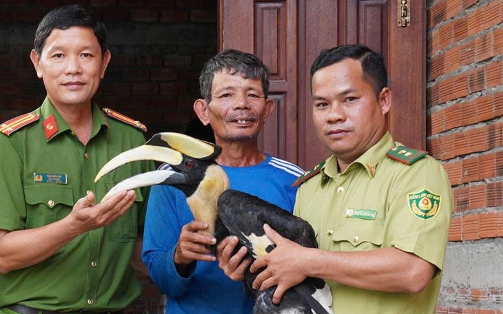 Trại rắn Đồng Tâm tiếp nhận chim hồng hoàng quý hiếm từ Tây Ninh - Ảnh 2.