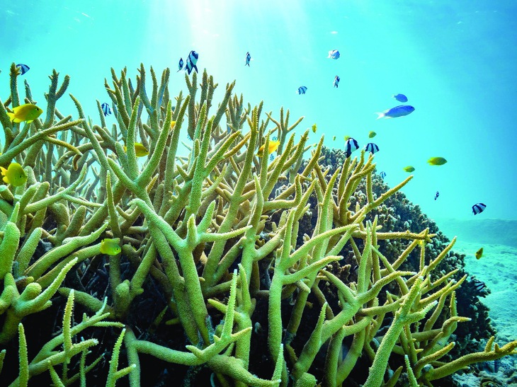 Đại dương lệch nhịp - Ảnh 1. biến đổi khí hậu - Ảnh 1.