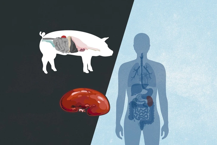 Vì sao Mỹ ghép tạng heo cho người nhưng cấm tạo tạng người trong heo? - Ảnh 1.
