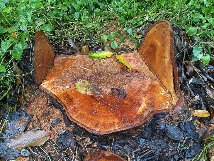 CÂY XÀ CỪ - Ảnh 2.