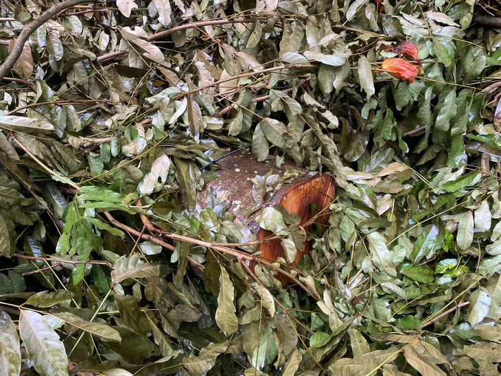 CÂY XÀ CỪ - Ảnh 3.