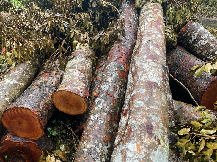 Công an vào cuộc vụ đốn hạ hàng chục cây xà cừ trong công viên ở Cần Thơ - Ảnh 1.