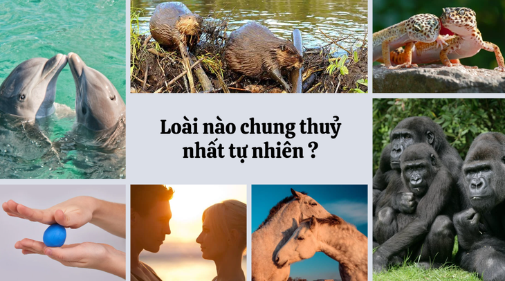 chung thủy - Ảnh 1.