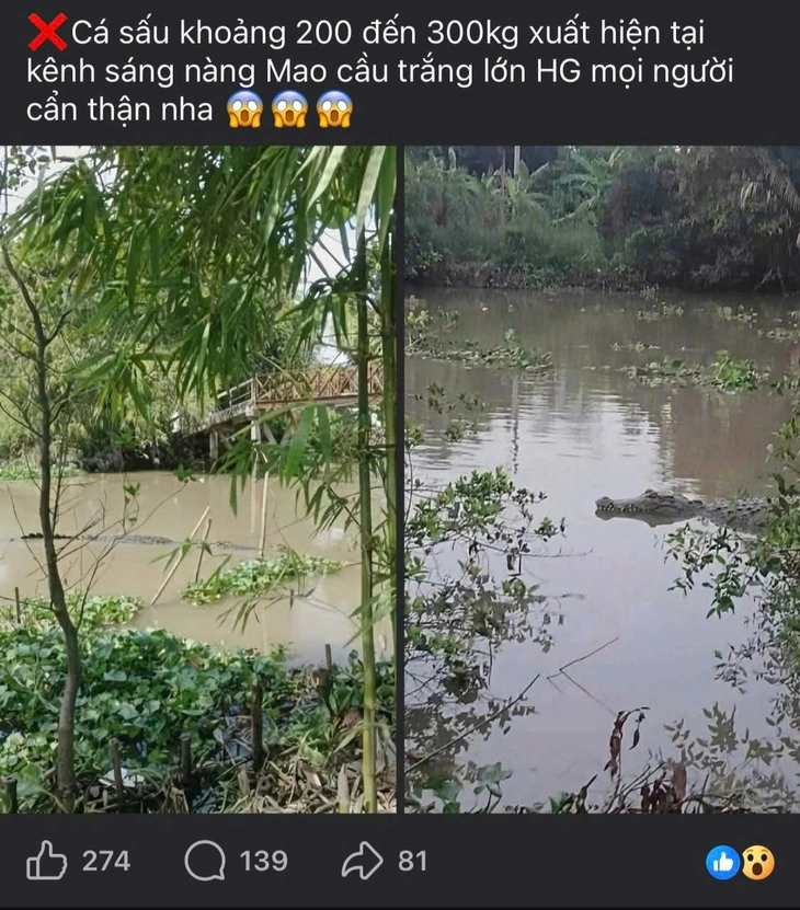 cá sấu - Ảnh 1.