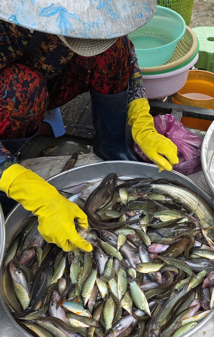 Mùa cá đồng - Ảnh 3. cá đồng - Ảnh 3.