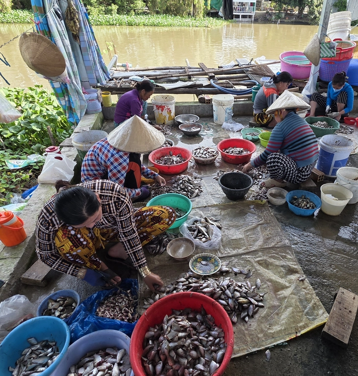 Mùa cá đồng - Ảnh 2. cá đồng - Ảnh 2.