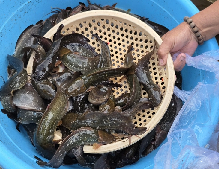 Mùa cá đồng - Ảnh 7. cá đồng - Ảnh 7.