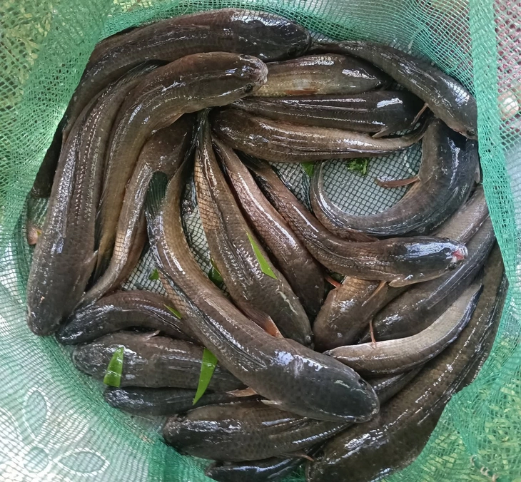 Mùa cá đồng - Ảnh 6. cá đồng - Ảnh 6.