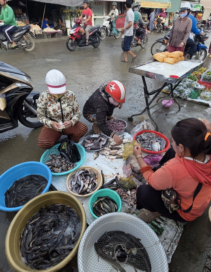 Mùa cá đồng - Ảnh 8. cá đồng - Ảnh 8.