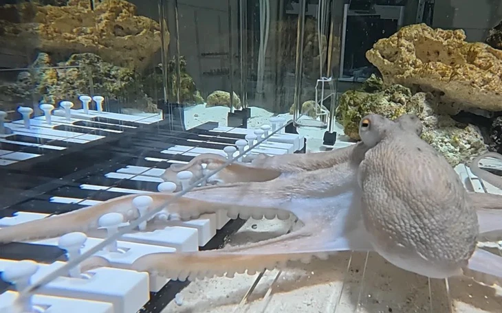 Lần đầu phát hiện cá voi sát thủ và cá heo hợp tác săn mồi - Ảnh 2.