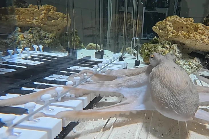 bạch tuộc - Ảnh 1.