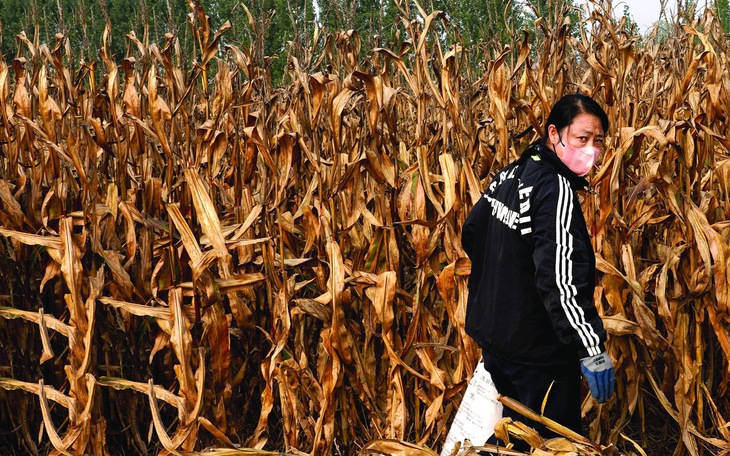 Đại dương hấp thụ lượng nhiệt kỷ lục trong năm 2025 - Ảnh 2.