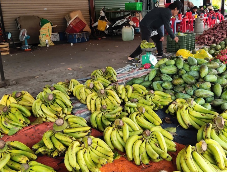 Chuối Việt trước mục tiêu xuất khẩu tỉ đô và 'cơn ác mộng' bệnh héo vàng Panama - Ảnh 1.
