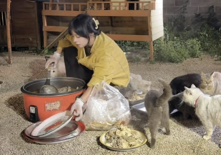 mèo hoang - Ảnh 3.