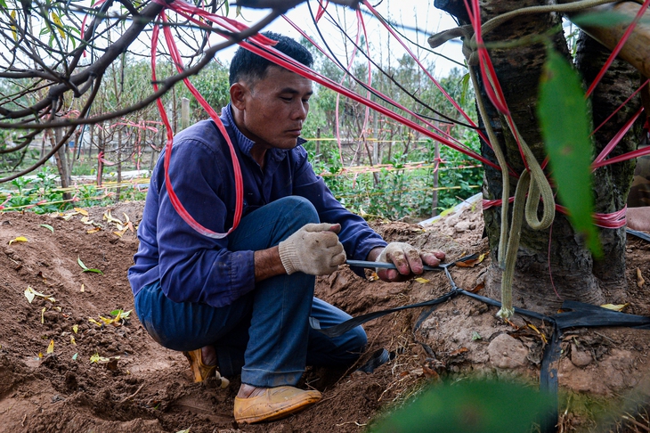 làng đào - Ảnh 6.