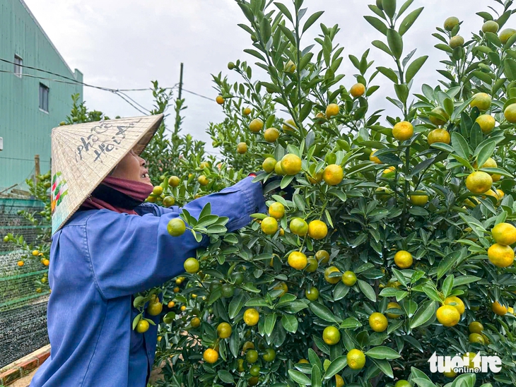 quất cảnh - Ảnh 1.