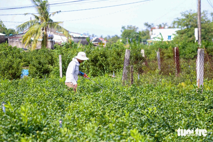 quất cảnh - Ảnh 2.