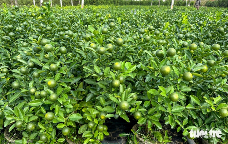 quất cảnh - Ảnh 4.