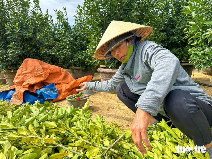 Thủ phủ quất cảnh miền Trung chật vật vụ Tết - Ảnh 5.