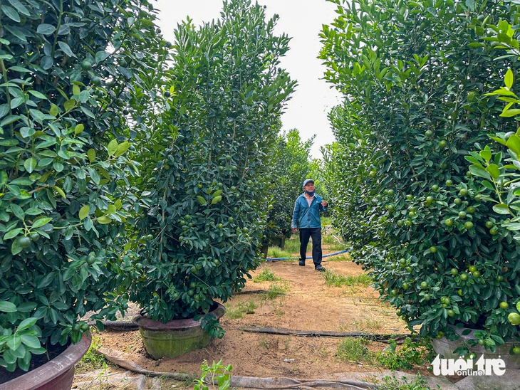 Thủ phủ quất cảnh miền Trung chật vật vụ Tết - Ảnh 6.