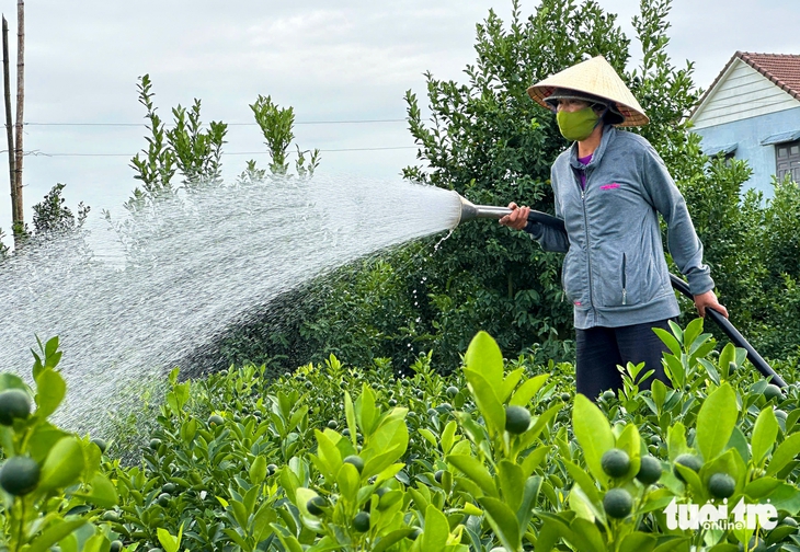 quất cảnh - Ảnh 7.