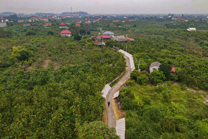 Từ vùng vải thiều, nông dân Bắc Ninh 'quay xe' trồng cam, bưởi VietGAP thu tiền tỉ - Ảnh 5. Từ vùng vải thiều, nông dân Bắc Ninh 'quay xe' trồng cam, bưởi VietGAP thu tiền tỉ - Ảnh 5.