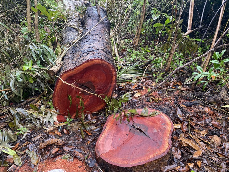 CÂY XÀ CỪ - Ảnh 1.