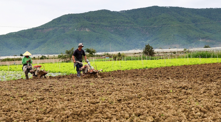 Không để TP.HCM thiếu rau Tết - Ảnh 1. rau tết - Ảnh 1.