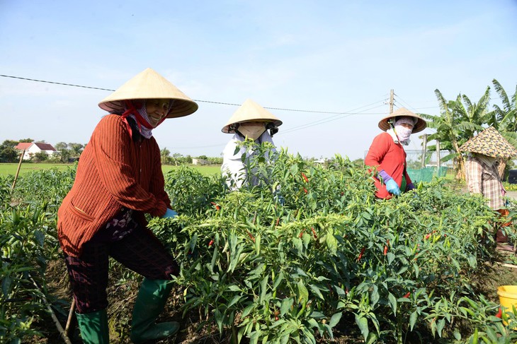 Giá ớt tại Đồng Tháp tăng kỷ lục, nông dân phấn khởi thu tiền triệu mỗi ngày - Ảnh 1.