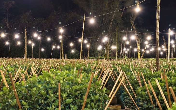 Hàng trăm nghìn chậu cúc Tết ở Quảng Ngãi được mua sạch từ khi còn "ngậm nụ" - Ảnh 7.